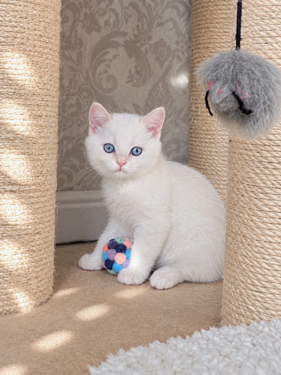 Kitten Image: Kovu